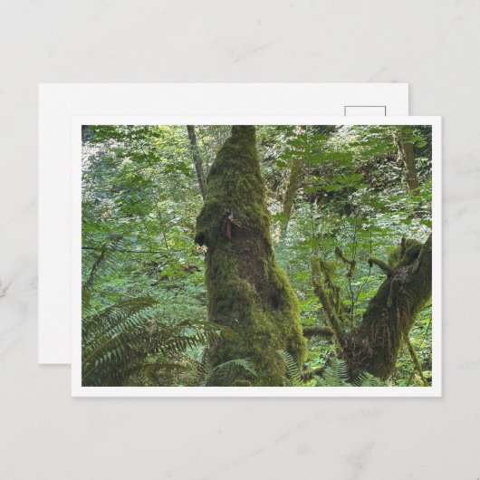 Green moss ポストカード (正面/裏面)