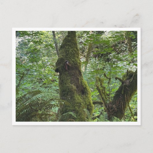 Green moss ポストカード (正面)
