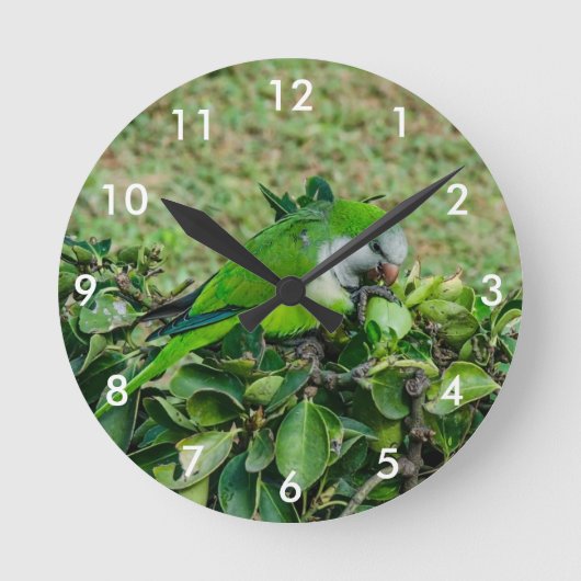 Green parrot ラウンド壁時計 (正面)