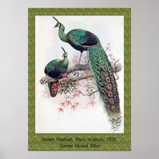Green Peafowl, Pavo muticus, 1872年のPhaのモノグラフ ポスター (正面)