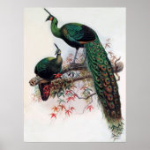 Green Peafowl, Pavo muticus, 1872年のPhaのモノグラフ ポスター (正面)