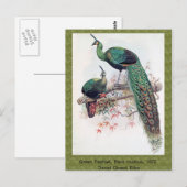 Green Peafowl, Pavo muticus, 1872年のPhaのモノグラフ ポストカード (正面/裏面)