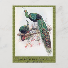 Green Peafowl, Pavo muticus, 1872年のPhaのモノグラフ ポストカード