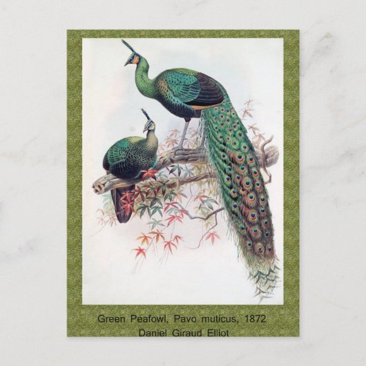 Green Peafowl, Pavo muticus, 1872年のPhaのモノグラフ ポストカード (正面)