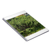 Green Pine Bush Nature Notebook ノートブック (右側)