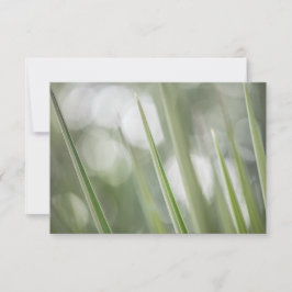 Green Pointy Plantの自然写真