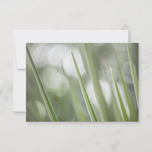 Green Pointy Plantの自然写真 (正面)