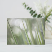 Green Pointy Plantの自然写真 (スタンド正面)