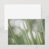 Green Pointy Plantの自然写真 (正面/裏面)