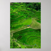 Green Rice terraces, Philippines ポスター (正面)