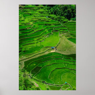 Green Rice terraces, Philippines ポスター