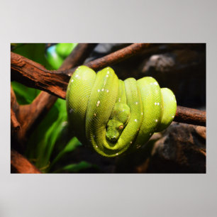 Green snake animal ポスター