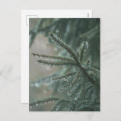 Green spruce tree close-up, Christmas aesthetic シーズンポストカード (正面/裏面)