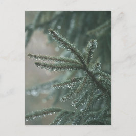 Green spruce tree close-up, Christmas aesthetic シーズンポストカード