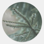 Green spruce tree close-up, Christmas aesthetic ラウンドシール (正面)