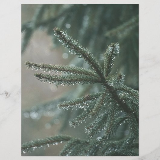 Green spruce tree, winter Scrapbook Paper (裏面)