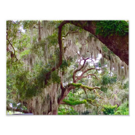 Green Stillness – Mossy Oak in a Tranquil Forest フォトプリント