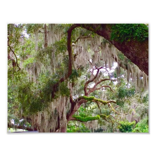 Green Stillness – Mossy Oak in a Tranquil Forest フォトプリント (正面)