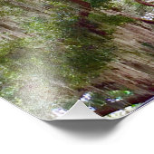 Green Stillness – Mossy Oak in a Tranquil Forest フォトプリント (角)