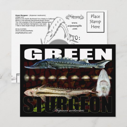 Green Sturgeon-Collage – はがき (正面/裏面)