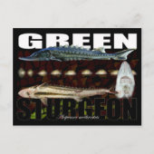 Green Sturgeon-Collage – はがき (正面)