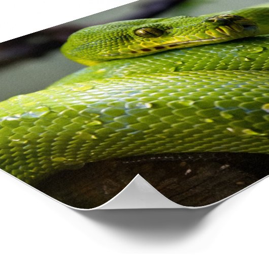 Green Tree Python ポスター (角)