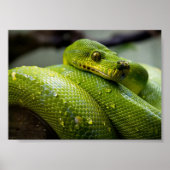Green Tree Python ポスター (正面)