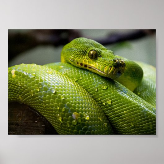 Green Tree Python ポスター (正面)