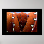 Green Tree Python ポスター (正面)