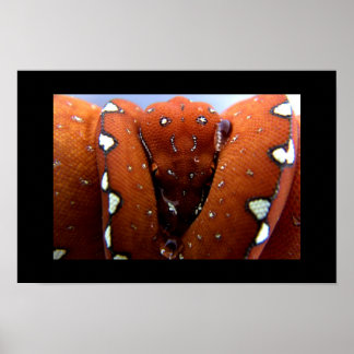 Green Tree Python ポスター