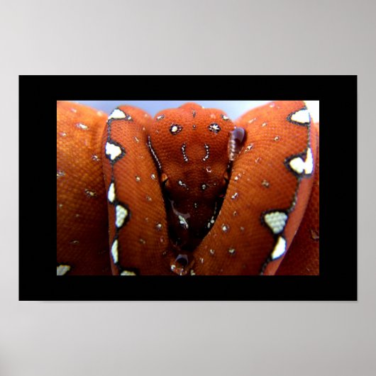 Green Tree Python ポスター (正面)