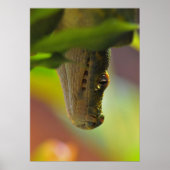 Green Tree Python ポスター (正面)