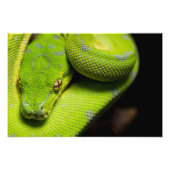 Green Tree Python、銀河系 フォトプリント (正面)