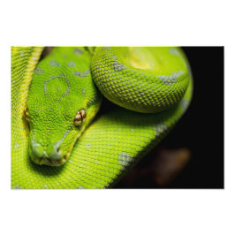 Green Tree Python、銀河系 フォトプリント