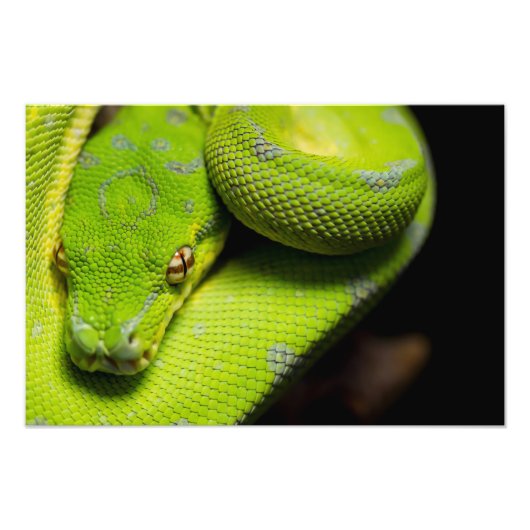 Green Tree Python、銀河系 フォトプリント (正面)