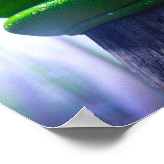 Green Tree Python (A)ポスター ポスター (角)