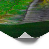 Green Tree Python (B)ポスター ポスター (角)