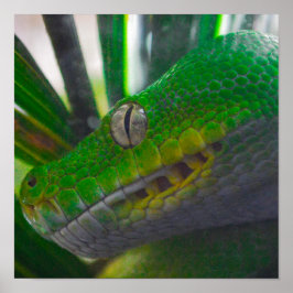 Green Tree Python (B)ポスター ポスター