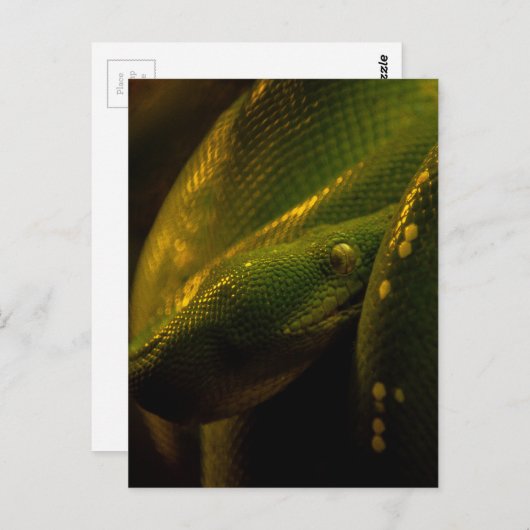 green tree python eye ポストカード (正面/裏面)