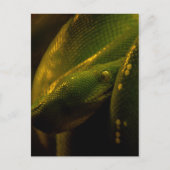 green tree python eye ポストカード (正面)
