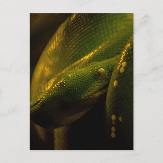 green tree python eye ポストカード (正面)