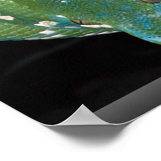 Green tree python, New Guinea ポスター (角)