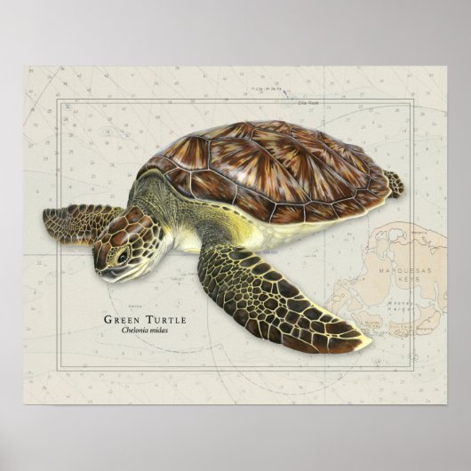 Green Turtle Over Nautical Chart ポスター (正面)