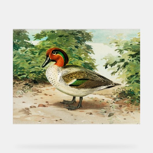 Green-winged teal アクリルサイン (正面)