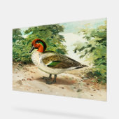 Green-winged teal アクリルサイン (傾斜)