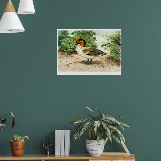 Green-winged teal ポスター (リビング1)