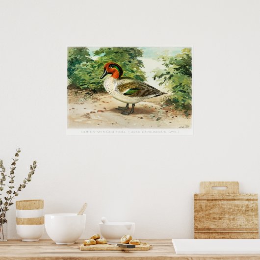 Green-winged teal ポスター (キッチン)