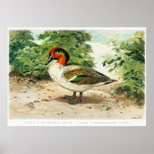 Green-winged teal ポスター (正面)