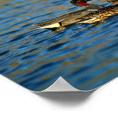 Green-winged teal -pair ポスター (角)