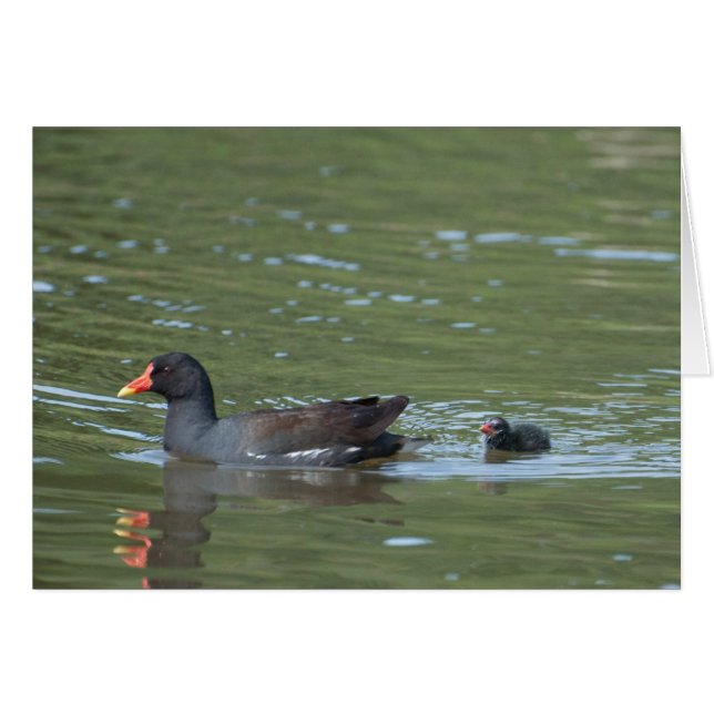 GreenhillのMoorhens (正面横)